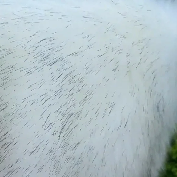 Faux Fur Bridal Shawl - Small Ivory with black tips - Picture 5 of 10